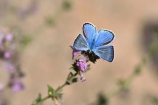 okgzl figenya (Polyommatus iphigenia)