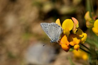 okgzl Toros Mavisi (Aricia isauricus)