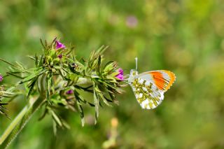 Turuncu Ssl (Anthocharis cardamines)