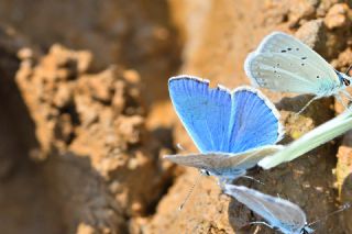 okgzl Poseydon Mavisi (Polyommatus poseidon)