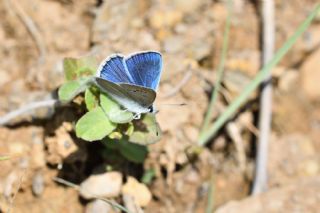 okgzl Kunchuy Mavisi (Polyommatus schuriani)