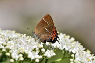 Karaaa Sevbenisi (Satyrium w-album)