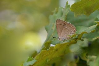 Mormee (Favonius quercus)