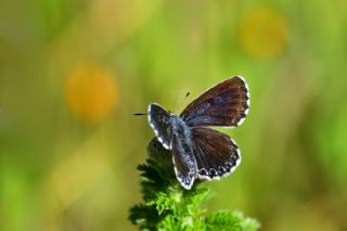 Kara Mavi (Scolitantides orion)