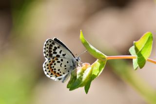 Kara Mavi (Scolitantides orion)