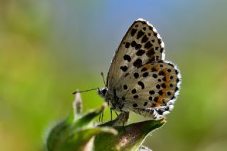 Kara Mavi (Scolitantides orion)