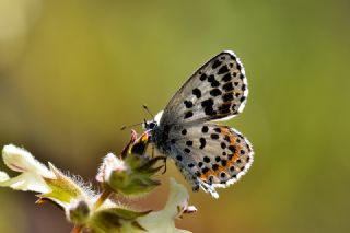 Kara Mavi (Scolitantides orion)