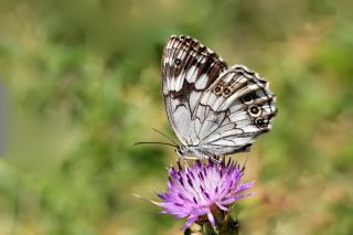 Kara Melike (Melanargia syriaca)