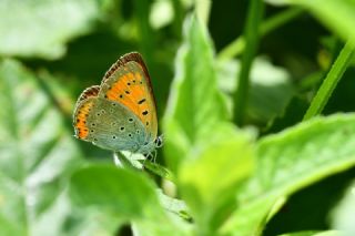 Byk Bakr Gzeli (Lycaena dispar)