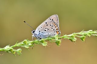 Byk Mor Bakr Gzeli (Lycaena alciphron)