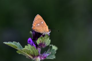 Orman Bakr Gzeli (Lycaena virgaureae)