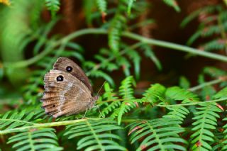 Kara Hayalet (Minois dryas)