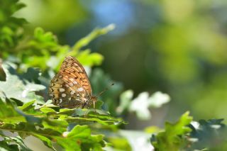 Gzel nci (Argynnis aglaja)