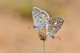 okgzl Balkan Mavisi (Aricia anteros )