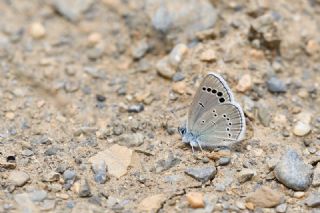 Anadolu Karagz Mavisi (Glaucopsyche astraea)