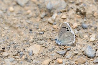 Anadolu Karagz Mavisi (Glaucopsyche astraea)