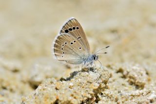 Anadolu Karagz Mavisi (Glaucopsyche astraea)