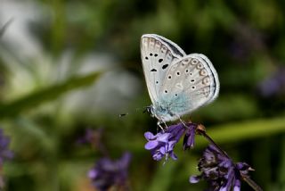 okgzl Edon Mavisi (Polyommatus aedon)