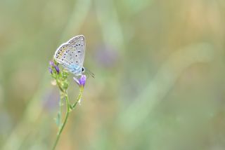 okgzl Mavi (Polyommatus icarus)