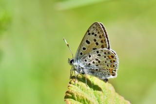 sli Bakr Gzeli (Lycaena tityrus)