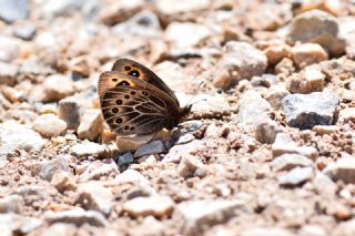 Uygur Gzelesmeri (Proterebia afra)