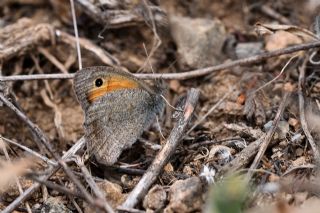 Yalanc Esmerperi (Hyponephele lycaonoides)