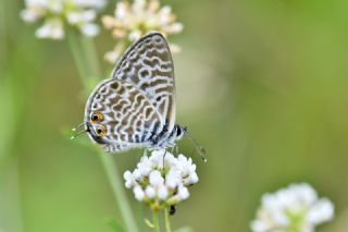 Mavi Zebra (Leptotes pirithous)