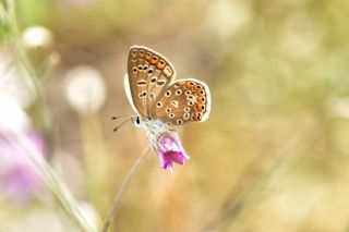 okgzl Mavi (Polyommatus icarus)