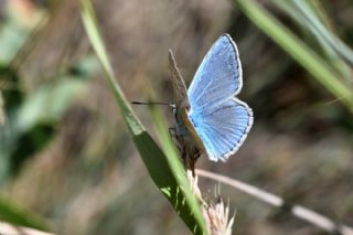 okgzl Poseydon Mavisi (Polyommatus poseidon)