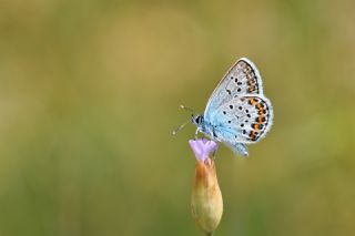 Gm Lekeli Esmergz (Plebejus argus)