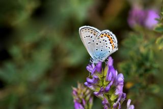 Gm Lekeli Esmergz (Plebejus argus)