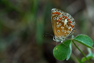 okgzl Esmer (Aricia agestis)