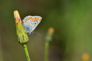 okgzl Esmer (Aricia agestis)