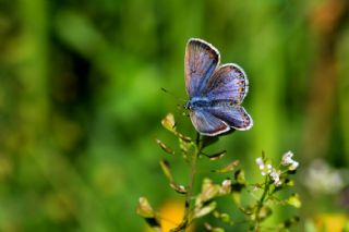 okgzl Mavi (Polyommatus icarus)
