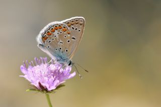 okgzl Mavi (Polyommatus icarus)