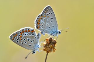 okgzl Mavi (Polyommatus icarus)