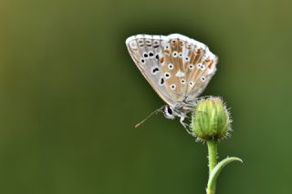 okgzl Gk Mavisi (Polyommatus bellargus)