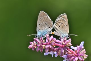 Mazarin Mavisi (Polyommatus semiargus)