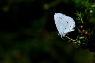 Kutsal Mavi (Celastrina argiolus)