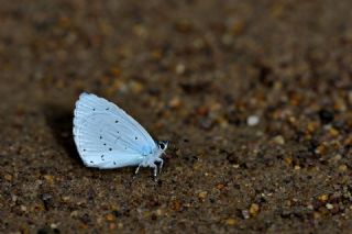 Kutsal Mavi (Celastrina argiolus)