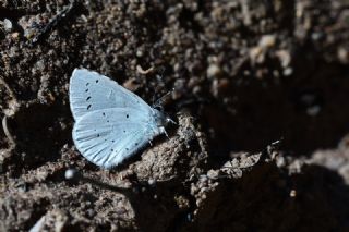 Kutsal Mavi (Celastrina argiolus)