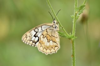 Anadolu Melikesi (Melanargia larissa)