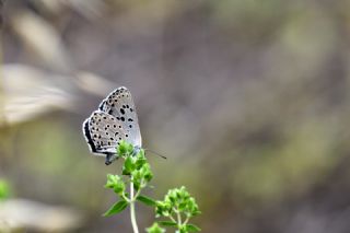 Byk Korubeni (Phengaris arion)