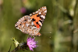 Diken Kelebei (Vanessa cardui)