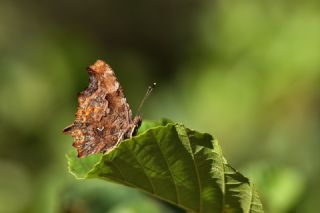 Yrtk Prtk (Inachis c-album)