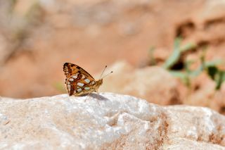 spanyol Kraliesi (Issoria lathonia)