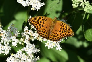 Cengaver (Argynnis paphia)