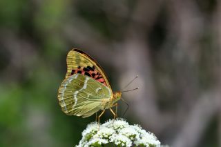 Bahadr (Argynnis pandora)