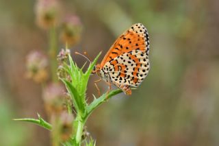 Benekli parhan (Melitaea didyma)