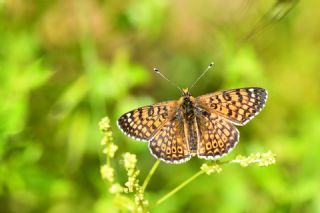 parhan (Melitaea cinxia)